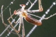 Long-jawed Spider (zc) (Tetragnatha sp)